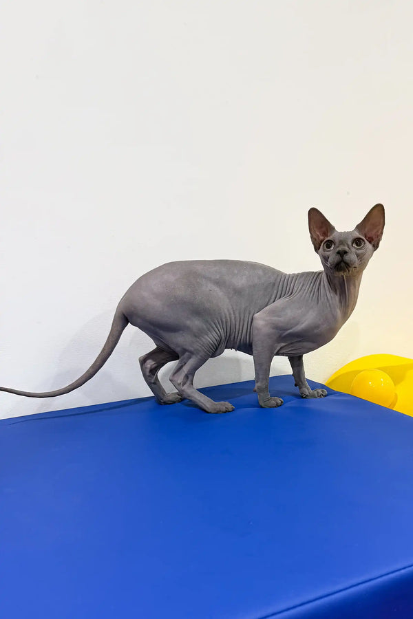 Gray Sphynx cat in the Everly Sphynx Kitten product, super cute and playful