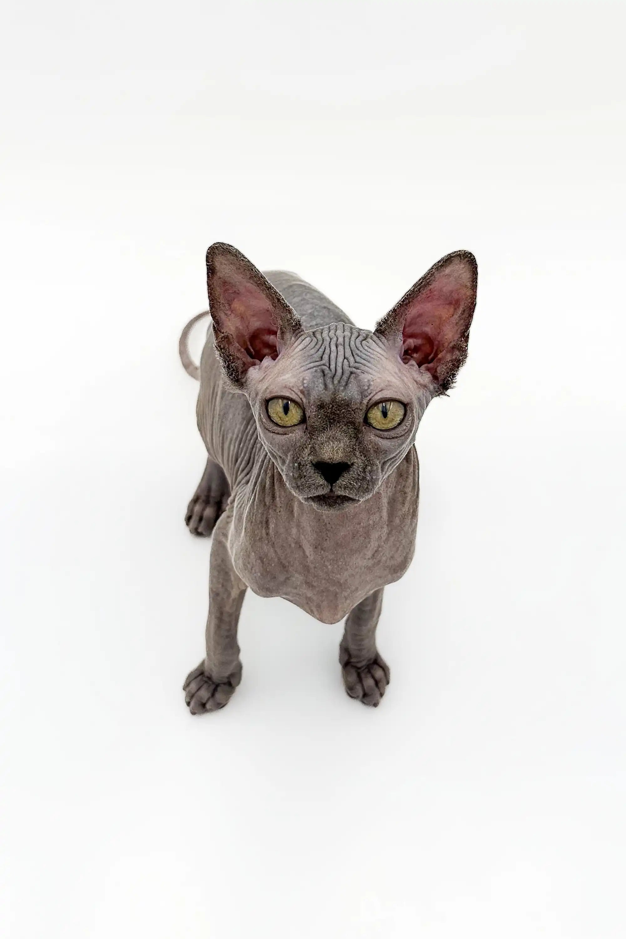 Hairless Sphynx Cats & Kittens for Sale Everly | Kitten