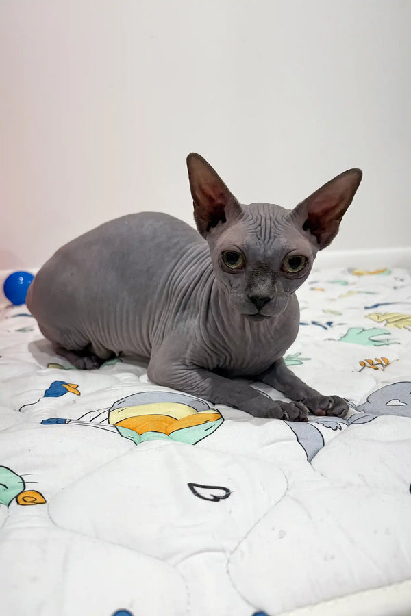 Hairless gray Sphynx cat from the Everly Sphynx Kitten product collection
