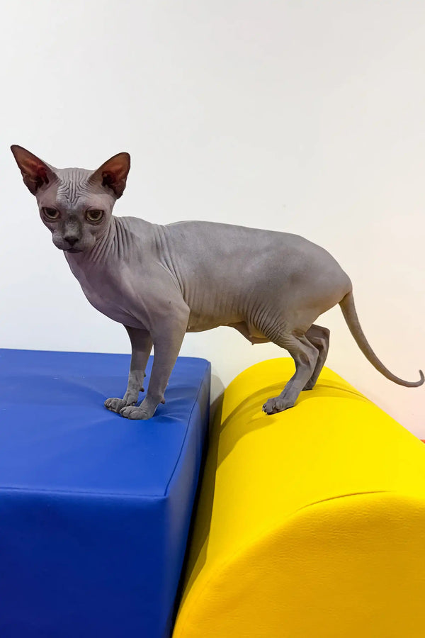 Cute hairless gray Sphynx kitten from Everly, perfect for cat lovers