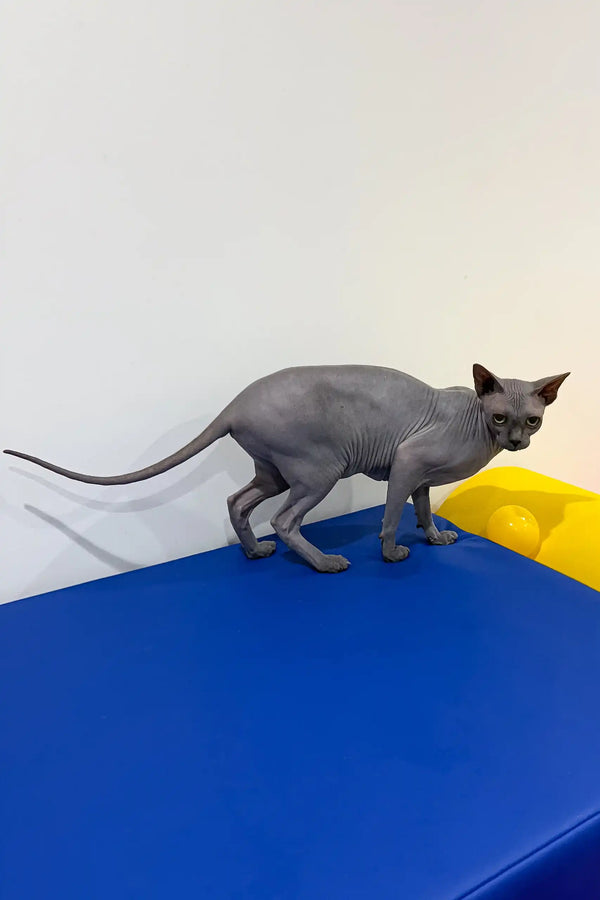 Hairless gray Sphynx kitten named Everly, perfect for cat lovers and pet enthusiasts
