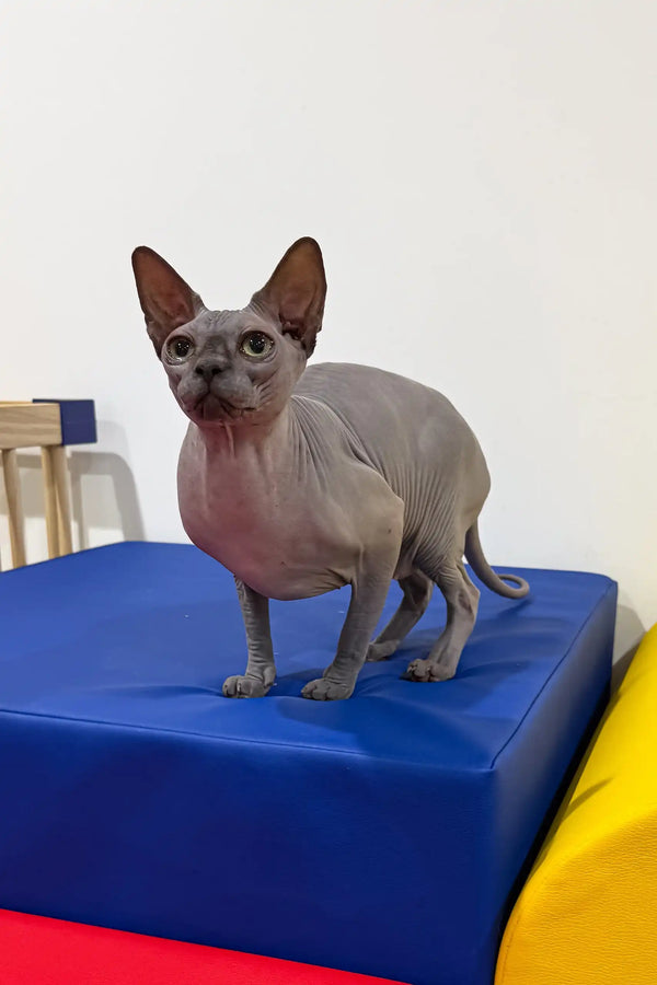 Cute hairless gray Sphynx kitten named Everly showcasing its unique look