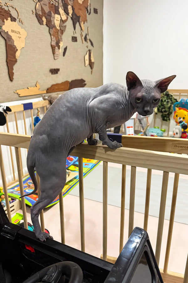 Hairless gray Sphynx kitten named Everly, perfect adorable companion