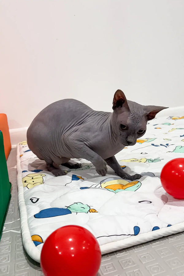 Hairless gray Sphynx kitten, Everly, showcasing its adorable features
