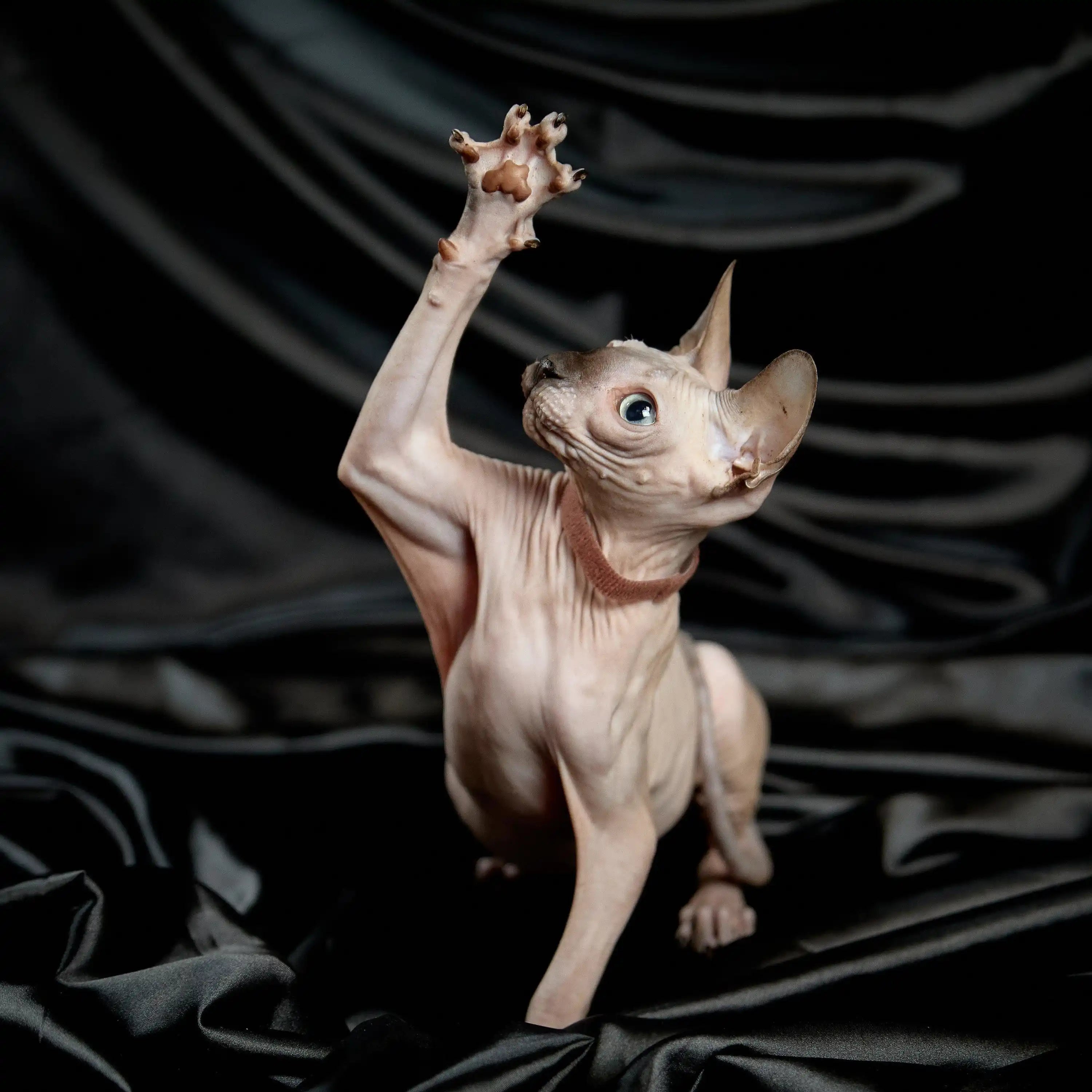 Sphynx Cats for Sale | Kittens For Evie Cat