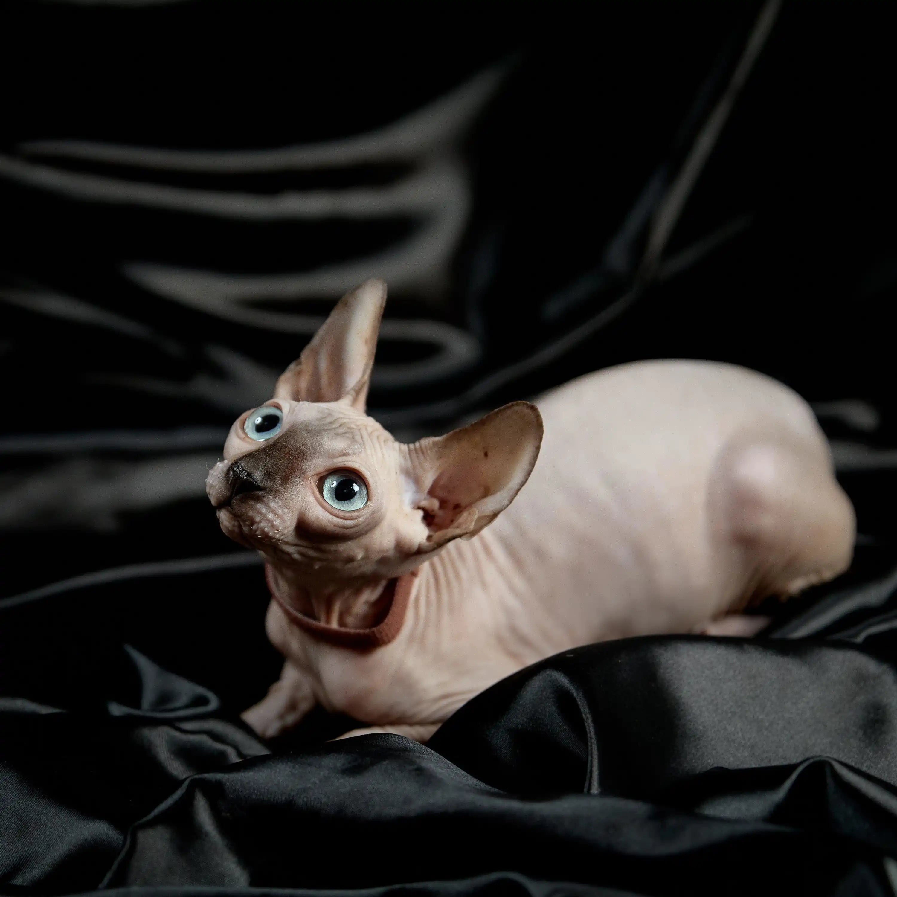 Sphynx Cats for Sale | Kittens For Evie Cat