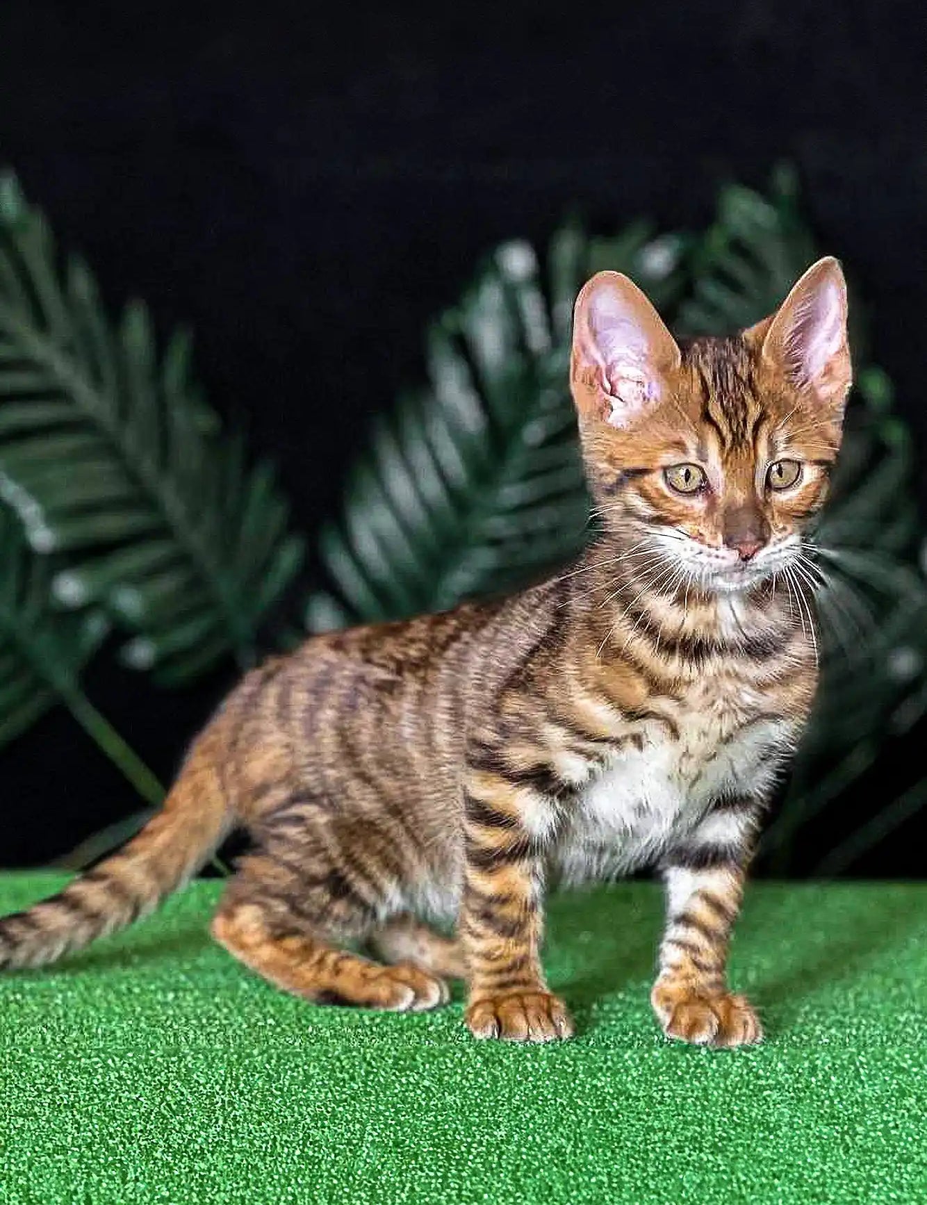 Toyger Kittens For Sale Exart | Kitten