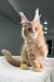 Cream-colored Maine Coon kitten with fluffy fur and cool ear tufts in Extraordinary product