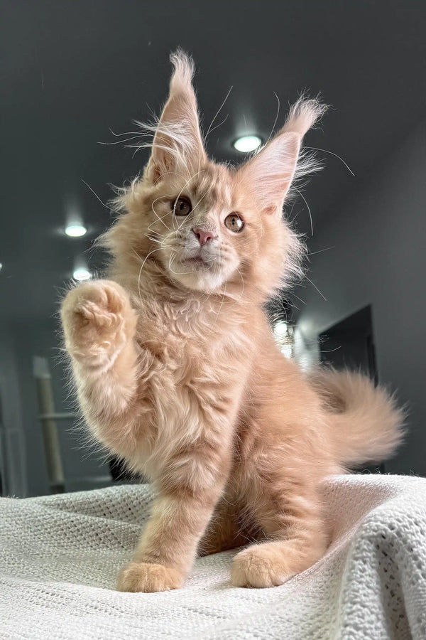 Cream-colored Maine Coon kitten with paw raised, showcasing Extraordinary cuteness