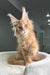 Cream-colored Maine Coon kitten with fluffy fur and cool ear tufts in Extraordinary