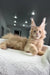 Cream-colored Maine Coon cat chilling on white fabric for Extraordinary Maine Coon Kitten