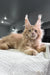 Cream-colored Maine Coon kitten with ear tufts relaxing on soft fabric