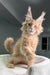 Fluffy orange Maine Coon cat with ear tufts sitting upright for Extraordinary Maine Coon Kitten