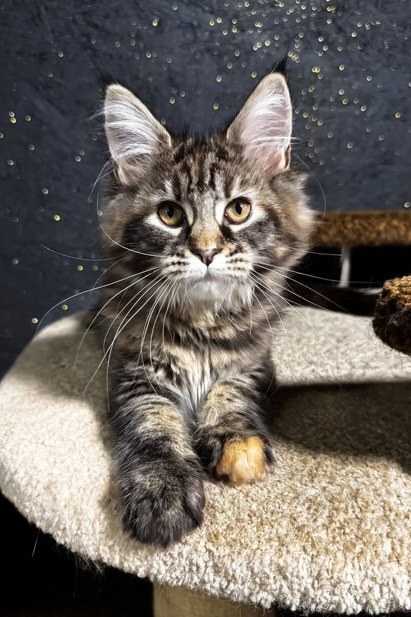 Fabyena | maine coon kitten