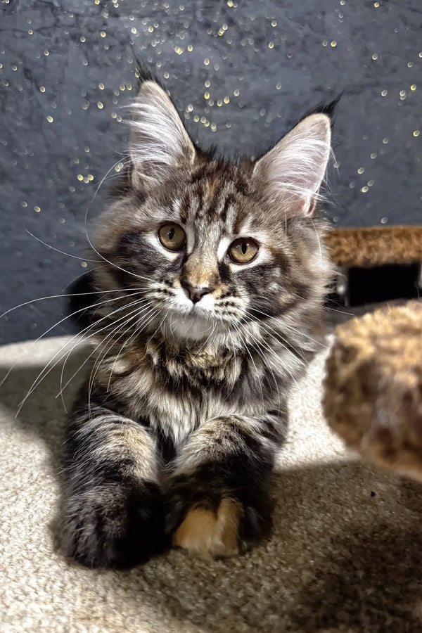 Fabyena | maine coon kitten