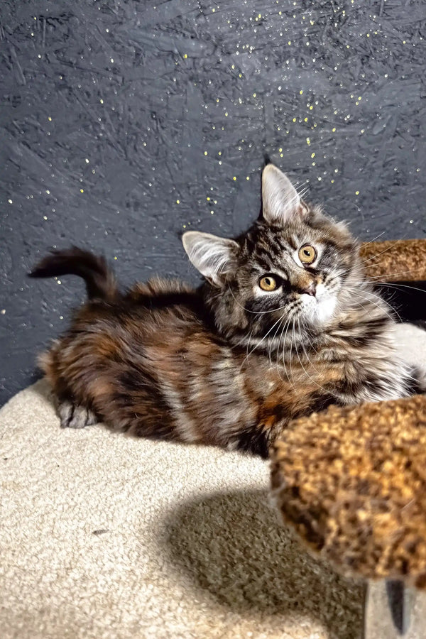 Fabyena | maine coon kitten