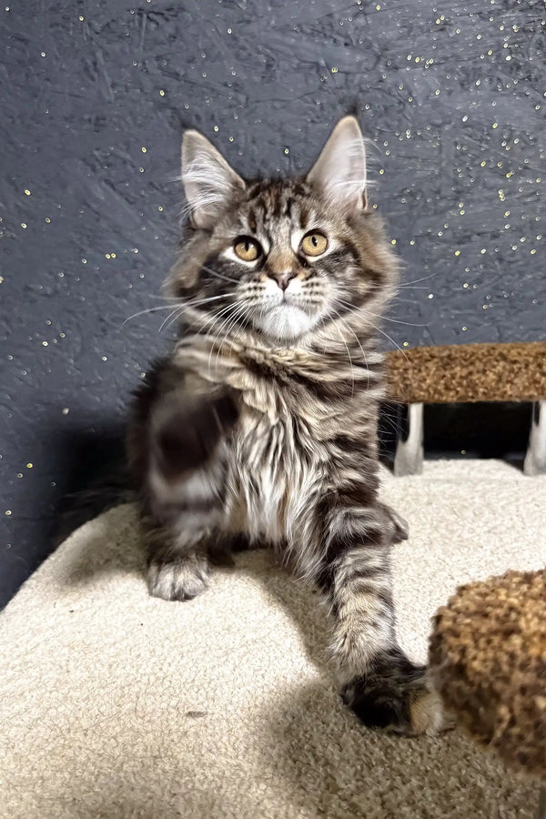 Fabyena | maine coon kitten