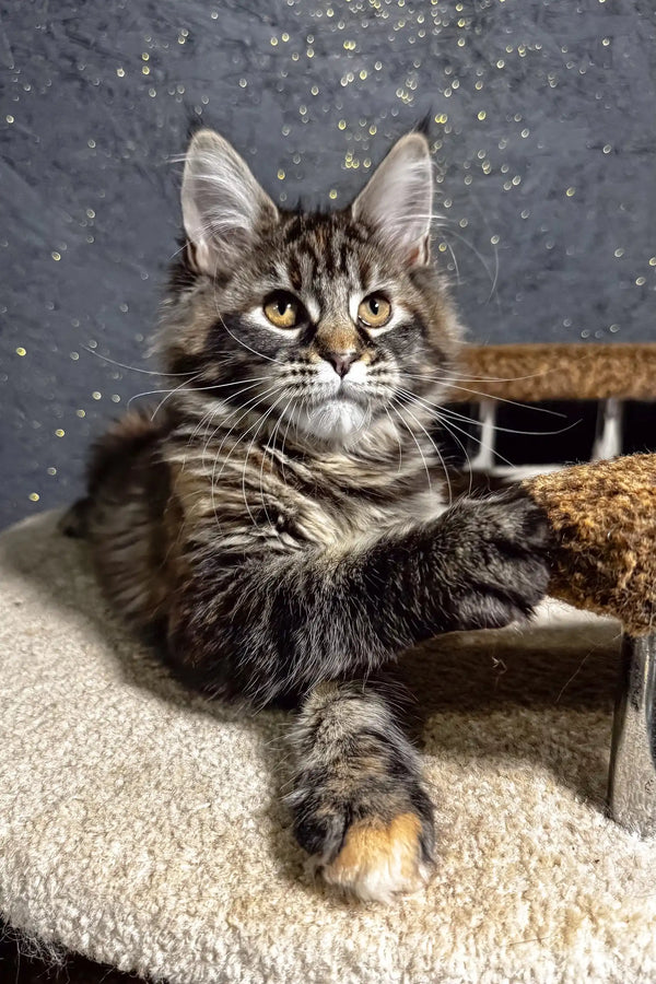 Fabyena | maine coon kitten
