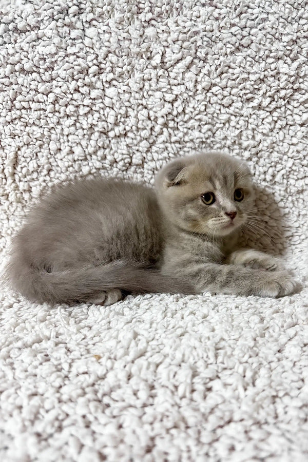 Fadei | scottish fold kitten
