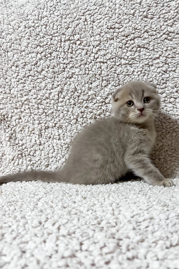 Fadei | scottish fold kitten