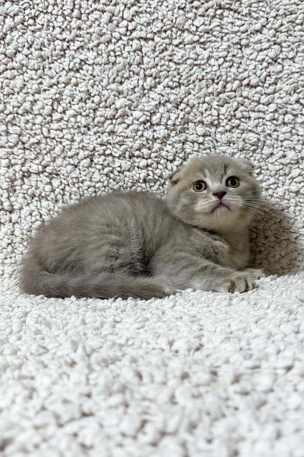 Fadei | scottish fold kitten