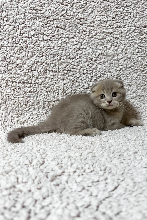 Fadei | scottish fold kitten