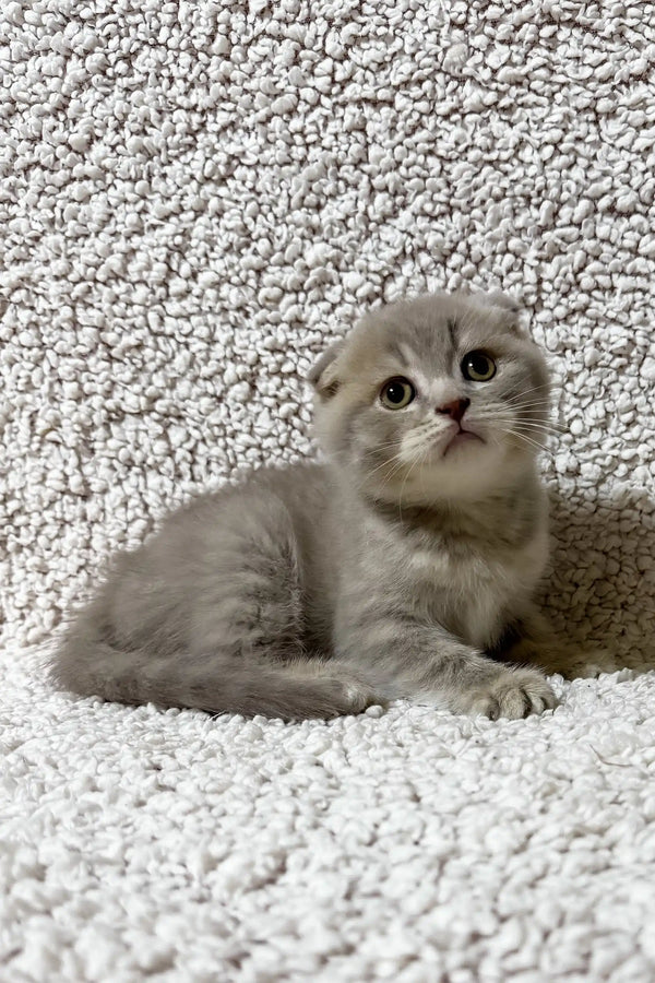 Fadei | scottish fold kitten