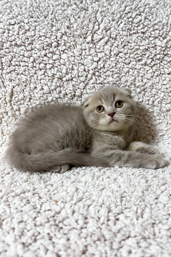Fadei | scottish fold kitten