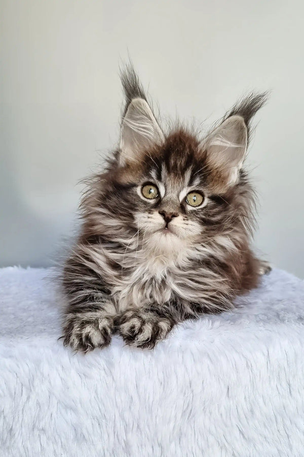 Faina | maine coon kitten