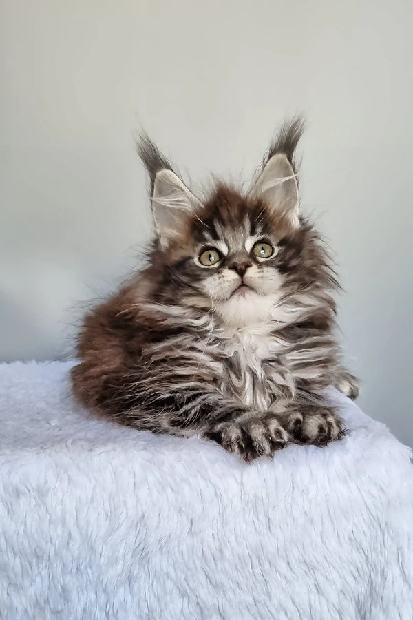 Faina | maine coon kitten