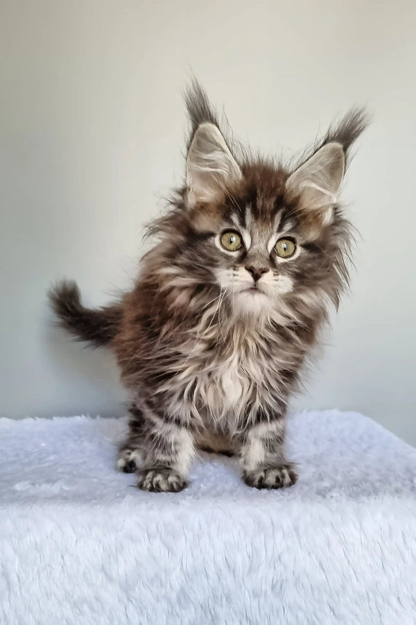 Faina | maine coon kitten