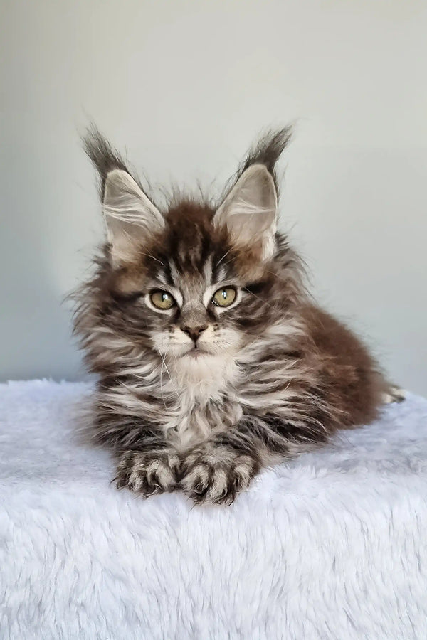 Faina | maine coon kitten