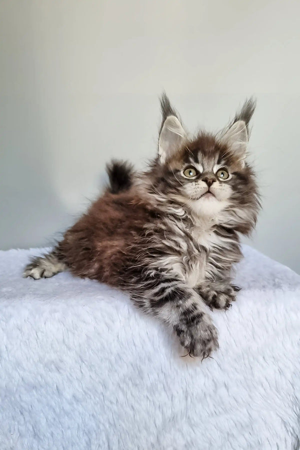 Faina | maine coon kitten