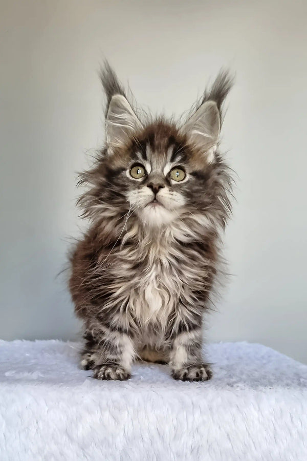 Faina | maine coon kitten