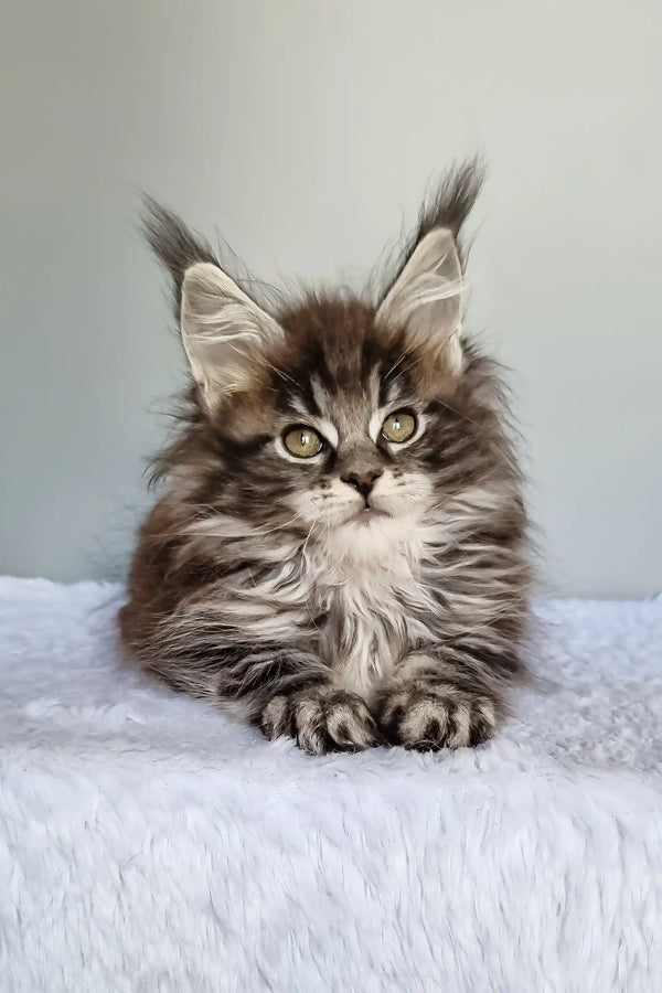 Faina | maine coon kitten