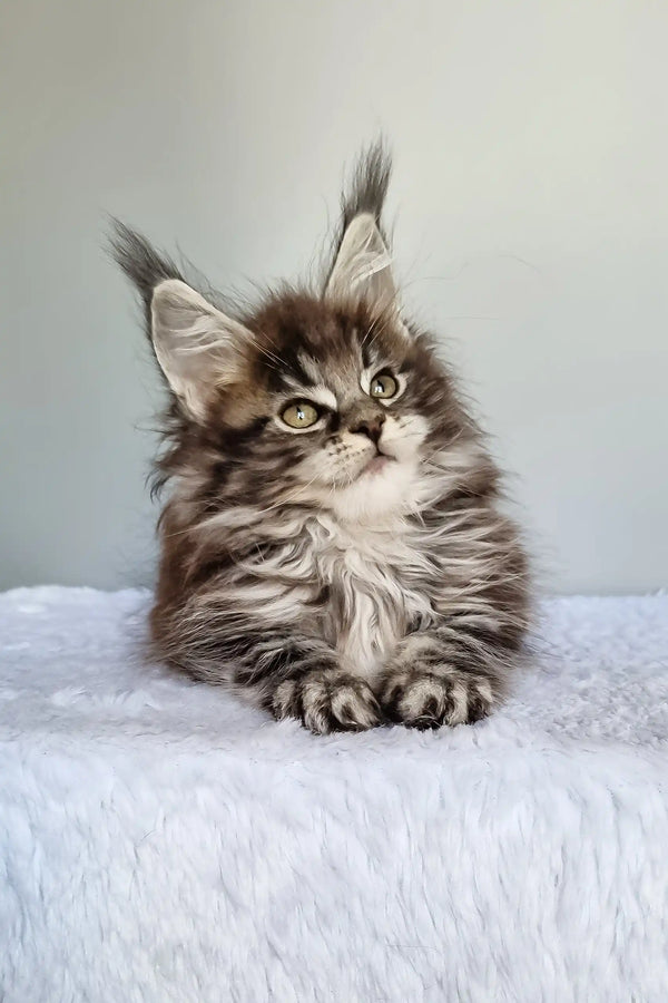 Faina | maine coon kitten