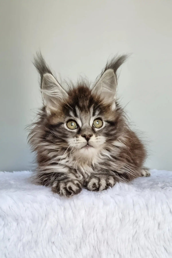 Faina | maine coon kitten