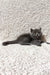 Faina | scottish straight kitten