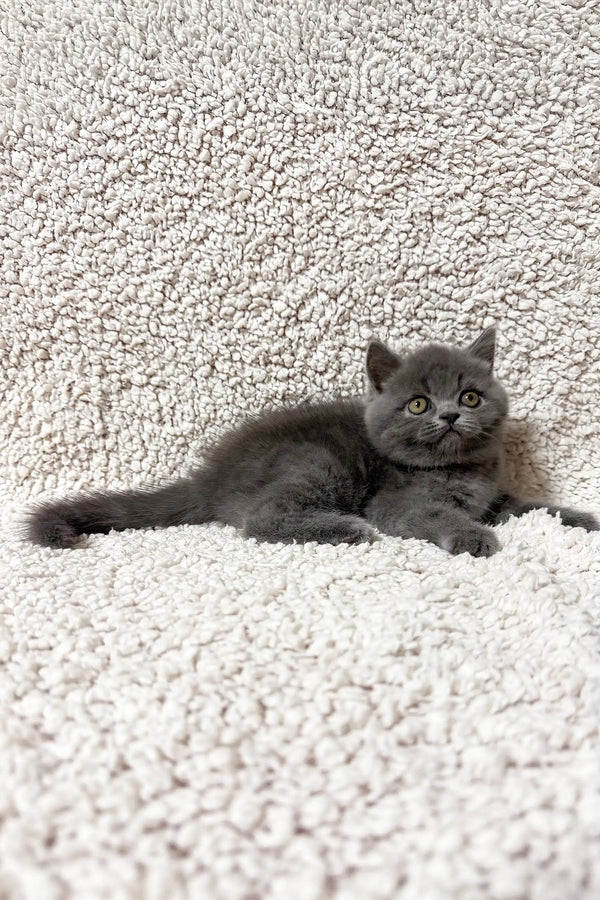 Faina | scottish straight kitten