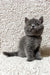 Faina | scottish straight kitten