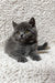 Faina | scottish straight kitten