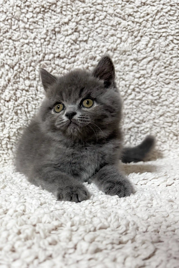 Faina | scottish straight kitten