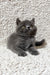 Faina | scottish straight kitten