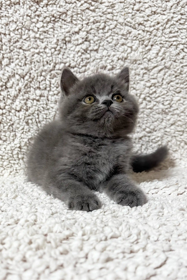 Faina | scottish straight kitten