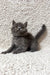 Faina | scottish straight kitten