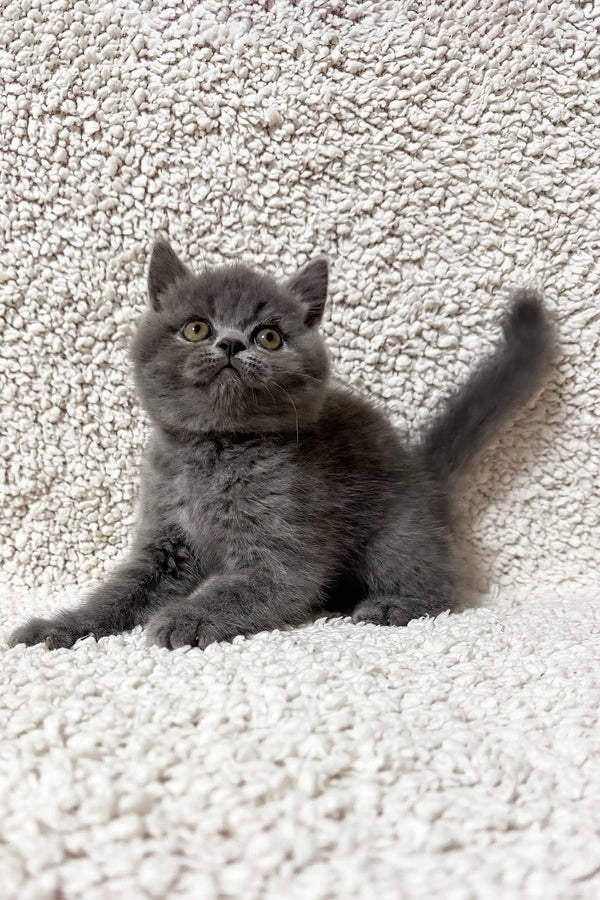 Faina | scottish straight kitten