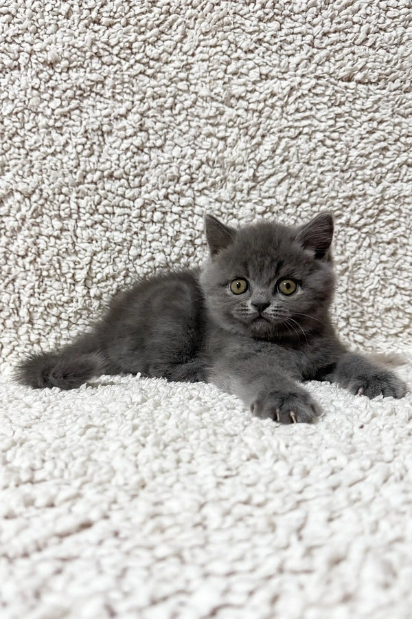 Faina | scottish straight kitten