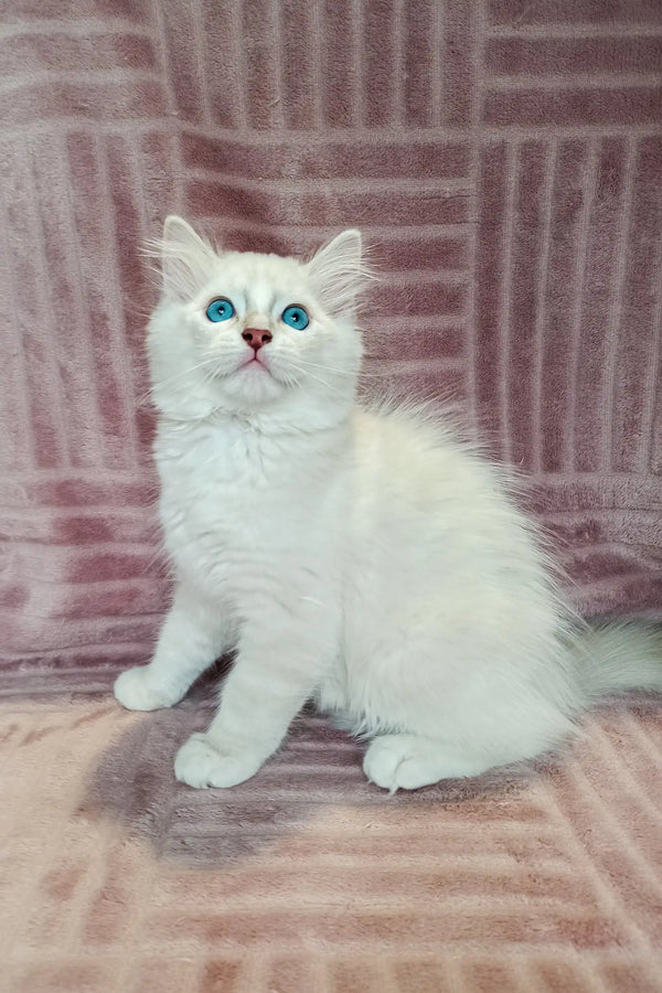 Fluffy Ragdoll kitten named Falko with bright blue eyes and soft white fur