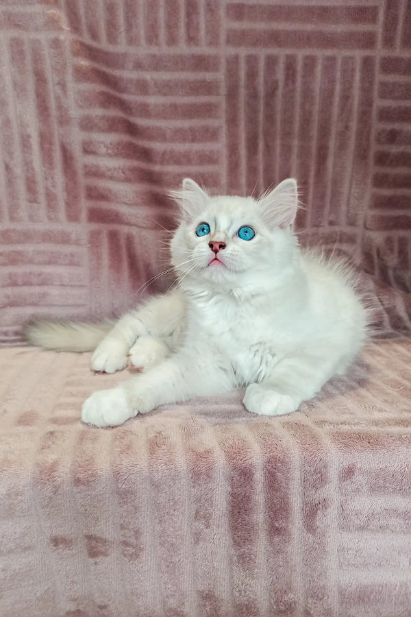 Fluffy white Ragdoll kitten Falko with stunning blue eyes, ready for cuddles