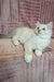 White Ragdoll kitten Falko with stunning blue eyes looking playful and adorable